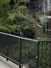 Columba livia domestica