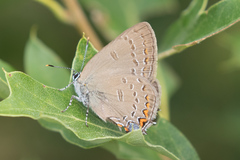 Satyrium edwardsii