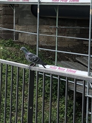 Columba livia domestica