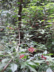 Achyrospermum carvalhoi image