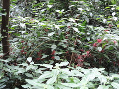 Image of Achyrospermum carvalhoi