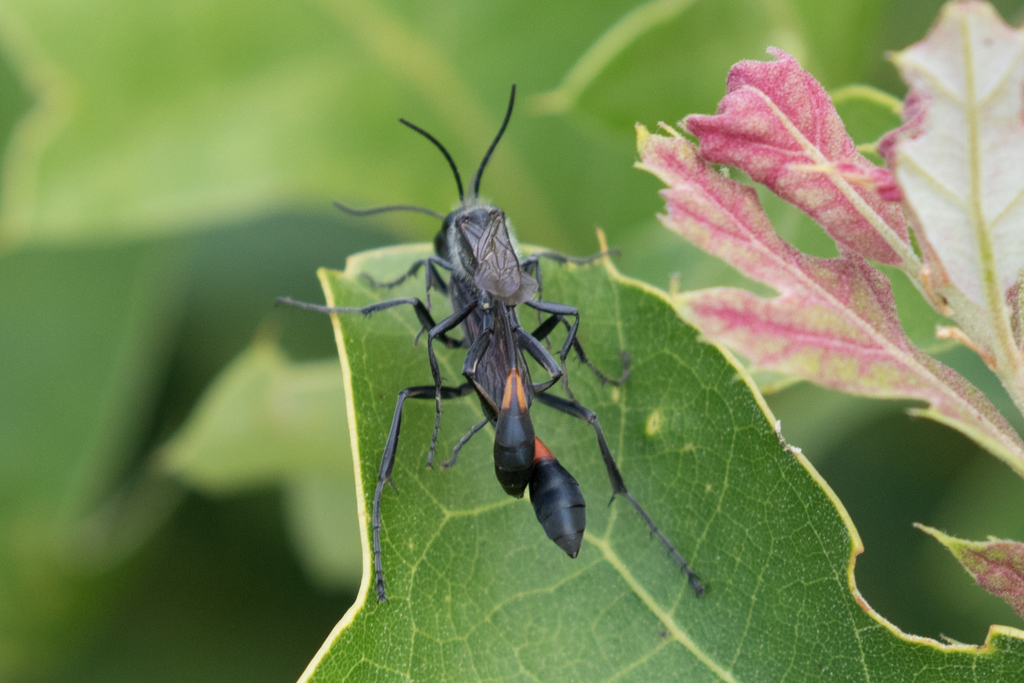 Ammophila urnaria