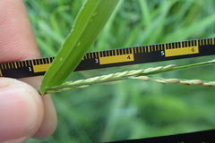 Urochloa subquadripara