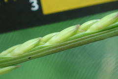 Urochloa subquadripara