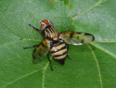 Otites formosa