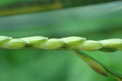 Urochloa subquadripara