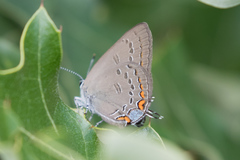 Satyrium edwardsii