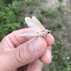 Phragmataecia castaneae