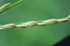 Urochloa subquadripara