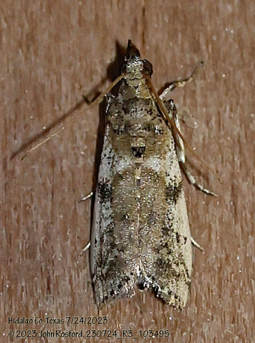 Navel Orangeworm Moth photo 3