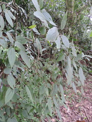 Boehmeria macrophylla