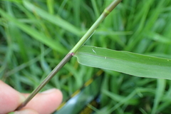 Urochloa subquadripara