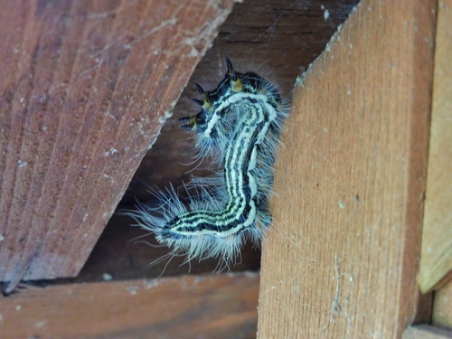 Contracted Datana Moth photo 3