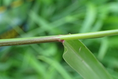 Urochloa subquadripara