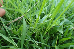 Urochloa subquadripara