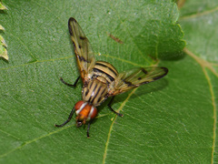 Otites formosa