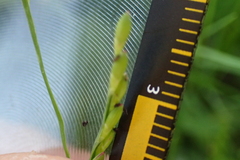 Urochloa subquadripara