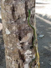 Leptophis
