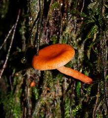 Lactarius eucalypti