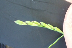 Urochloa subquadripara