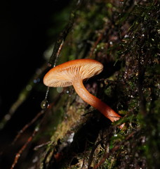 Lactarius eucalypti