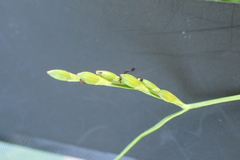 Urochloa subquadripara