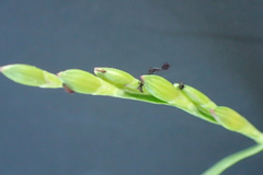 Urochloa subquadripara