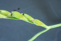 Urochloa subquadripara