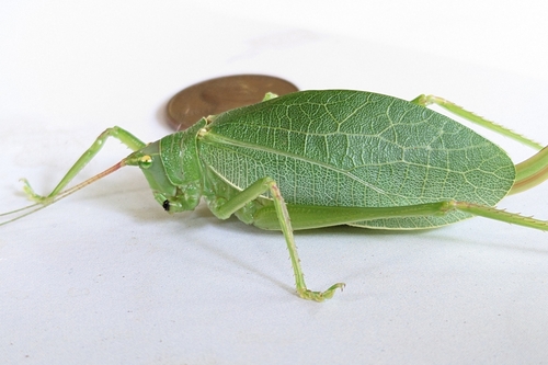 Common true katydid