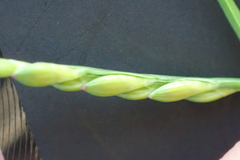 Urochloa subquadripara