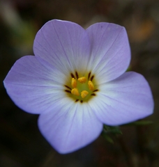 Leptosiphon grandiflorus