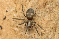Desidae