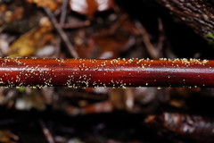 Lachnum pteridophyllum