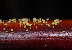 Lachnum pteridophyllum