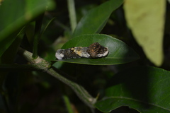 Papilionidae