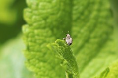 Datonychus melanostictus