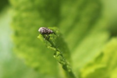 Datonychus melanostictus