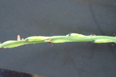 Urochloa subquadripara