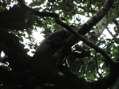 Cercopithecus mitis moloneyi