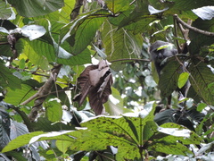 Cercopithecus mitis moloneyi