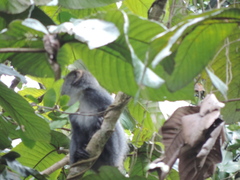 Cercopithecus mitis moloneyi