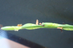 Urochloa subquadripara