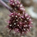 Woolly-headed Spineflower - Photo (c) David Greenberger, some rights reserved (CC BY-NC-ND), uploaded by David Greenberger