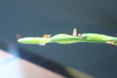 Urochloa subquadripara