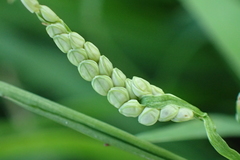 Paspalum orbiculare