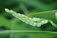 Paspalum orbiculare