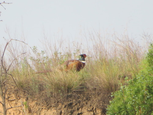 Ring-necked Pheasant