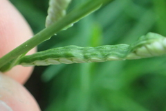 Paspalum orbiculare