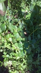 Urtica urens