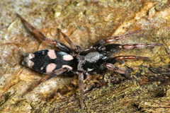 Herpyllinae